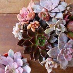 Meet your Posher, Chanie